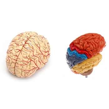 2 предмета, Анатомическая модель головного мозга, лабораторные принадлежности для преподавания анатомии, модель человеческого мозга и модель половины мозга