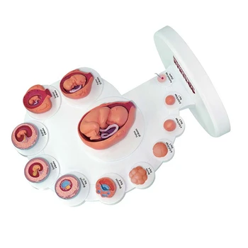 4D Анатомическая модель развития человеческого эмбриона, обучающие игрушки для органов роста плода Alpinia Assembled Toys