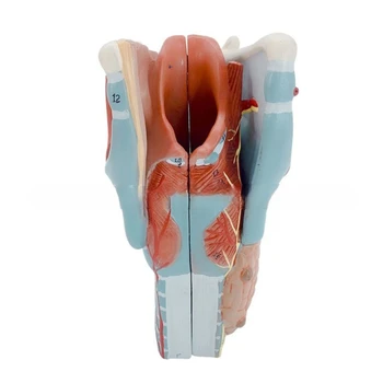 Анатомическая модель гортани Съемная модель анатомии человеческого горла, увеличенная в 2 раза Модель анатомии горла, обучающий реквизит для студента