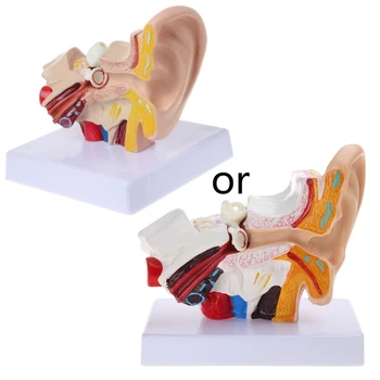 Анатомическая модель человеческого уха в 1,5 раза больше натуральной величины, органомедицинские учебные принадлежности Profe