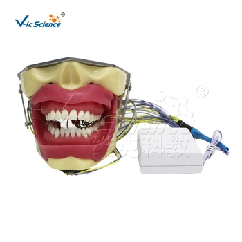 Звуковой сигнал для анестезии при удалении зуба Модель для обучения стоматологии