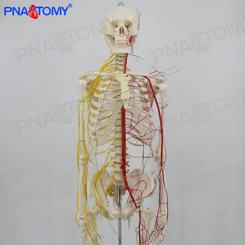 Медицинское моделирование 1: 1 170 см Нервно-сосудистого скелета человеческого тела Съемная Ортопедическая модель