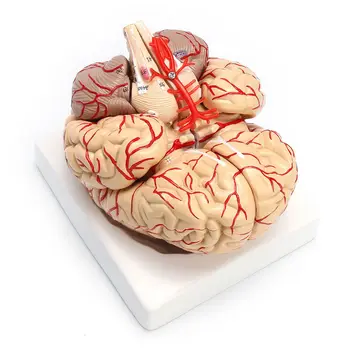 Модель анатомического органа человека в натуральную величину 1: 1 для препарирования органов человека