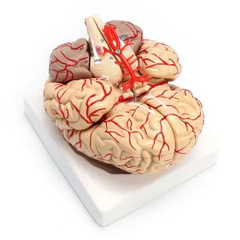 Обучающая модель анатомического органа для вскрытия мозга человека в натуральную величину 1: 1.