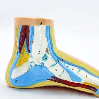 Анатомическая модель стопы человека с цифровыми обозначениями, анатомическая модель стопы с нормальным / плоским / высоким сводом для преподавания медицины