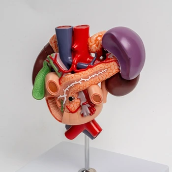 Учебное пособие по анатомии почек, анатомическая модель почек Показывает брюшную аорту, поджелудочную железу, двенадцатиперстную кишку