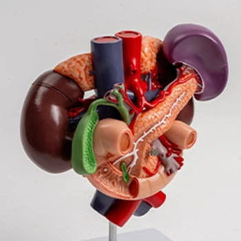 Учебное пособие по анатомии почек, анатомическая модель почек Показывает брюшную аорту, поджелудочную железу, двенадцатиперстную кишку
